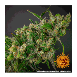 Barneys Farm Purple Punch | Feminisiert | 10 Samen