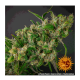 Barneys Farm Purple Punch | Feminisiert | 10 Samen