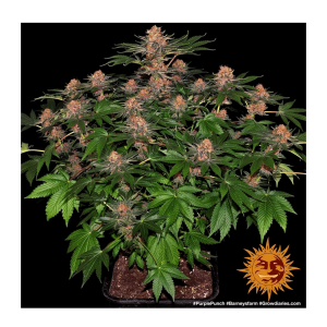 Barneys Farm Purple Punch | Feminisiert | 5 Samen