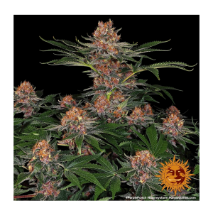 Barneys Farm Purple Punch | Feminisiert | 5 Samen