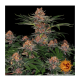 Barneys Farm Purple Punch | Feminisiert | 5 Samen