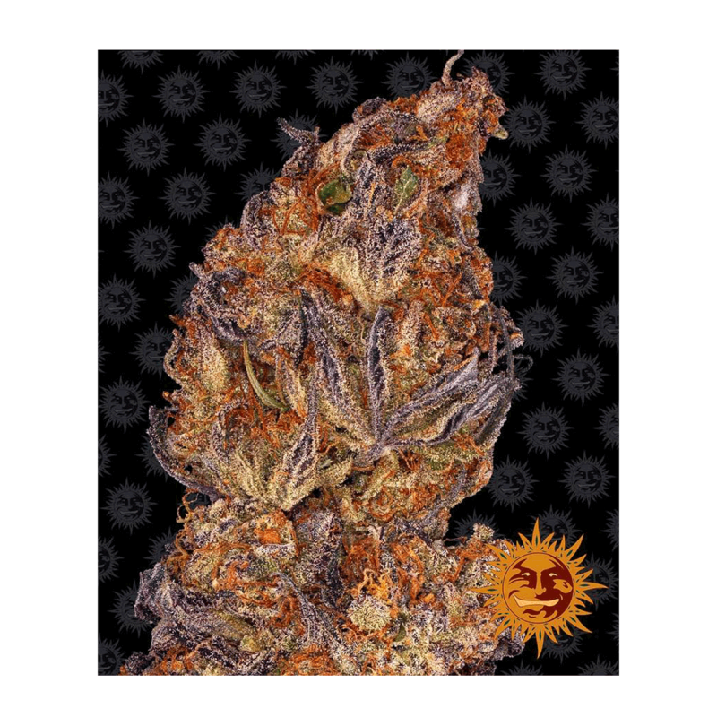 Barneys Farm Runtz | Automatik | 3 Samen