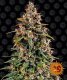 Barneys Farm Watermelon Zkittlez | Automatik | 3 Samen
