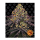 Barneys Farm Watermelon Zkittlez | Feminisiert | 5 Samen