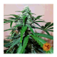 Barneys Farm Zkittlez OG | Automatik | 3 Samen