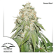 Dutch Passion Auto Banana Blaze | Automatik | 7 Samen