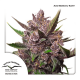 Dutch Passion Auto Blackberry Kush | Automatik | 7 Samen