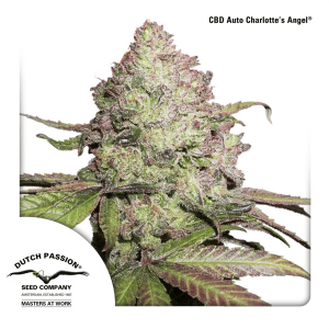 Dutch Passion Auto CBD Charlottes Angel | Automatik | 7...