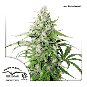 Dutch Passion Auto Cinderella Jack | Automatik | 7 Samen