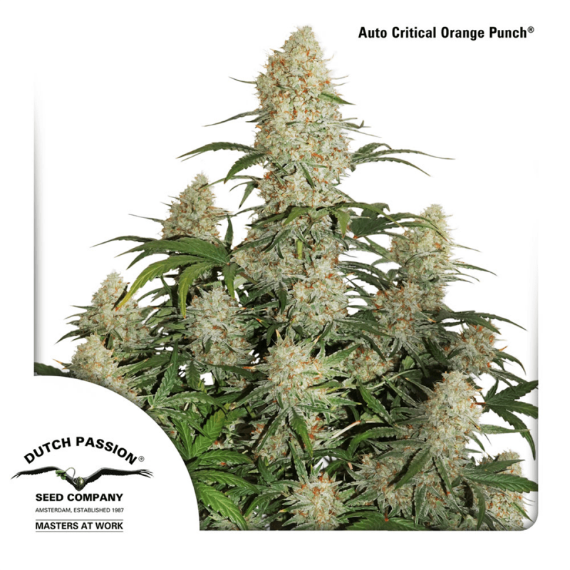 Dutch Passion Auto Critical Orange Punch | Automatik | 3 Samen