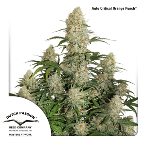 Dutch Passion Auto Critical Orange Punch | Automatik | 7...
