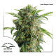 Dutch Passion Auto Daiquiri Lime | Automatik | 3 Samen