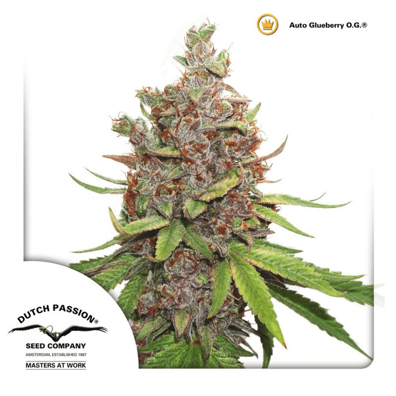 Dutch Passion Auto Glueberry O.G. | Automatik | 7 Samen