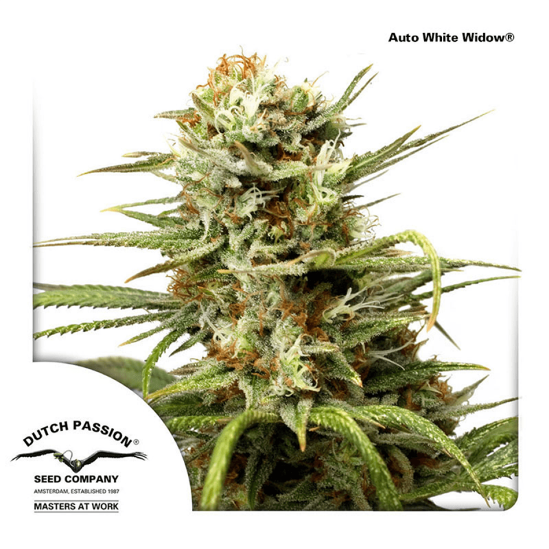 Dutch Passion Auto White Widow | Automatik | 7 Samen