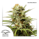 Dutch Passion Auto White Widow | Automatik | 7 Samen