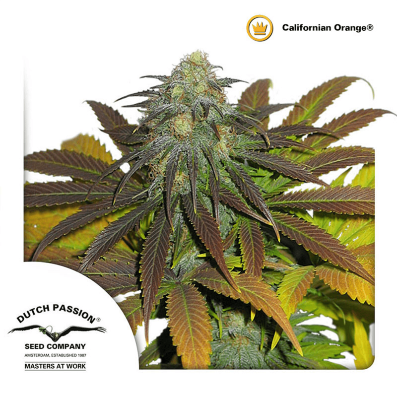 Dutch Passion Californian Orange | Feminisiert | 5 Samen