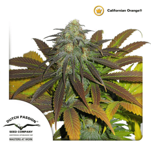 Dutch Passion Californian Orange | Feminisiert | 5 Samen