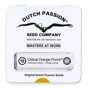 Dutch Passion Critical Orange Punch | Feminisiert | 10 Samen