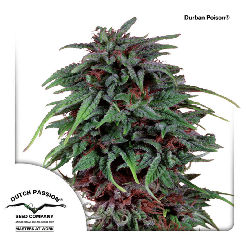 Dutch Passion Durban Poison | Feminisiert | 10 Samen