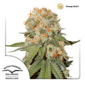 Dutch Passion Orange Bud | Feminisiert | 5 Samen