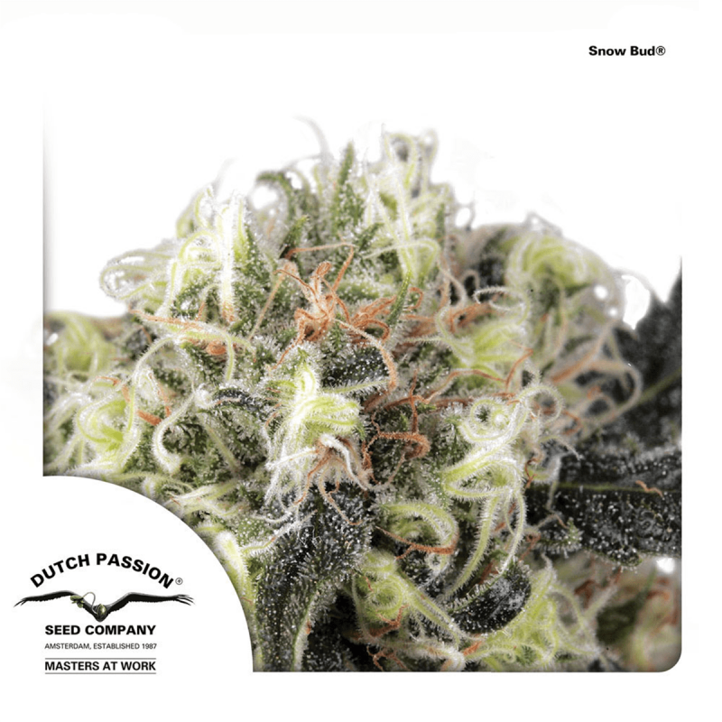 Dutch Passion Snow Bud | Feminisiert | 5 Samen