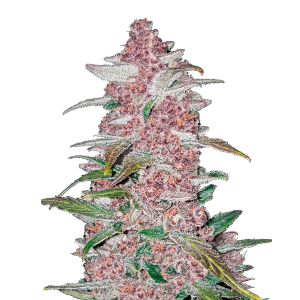 Fast Buds Blackberry | Automatik | 3 Samen