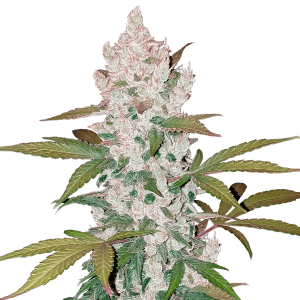 Fast Buds Girl Scout Cookies | Automatik | 3 Samen