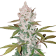 Fast Buds Girl Scout Cookies | Automatik | 3 Samen