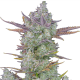 Fast Buds Gorilla Cookies | Automatik | 3 Samen