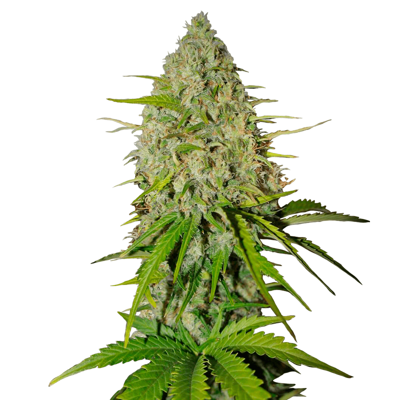 Fast Buds Grapefruit | Automatik | 3 Samen