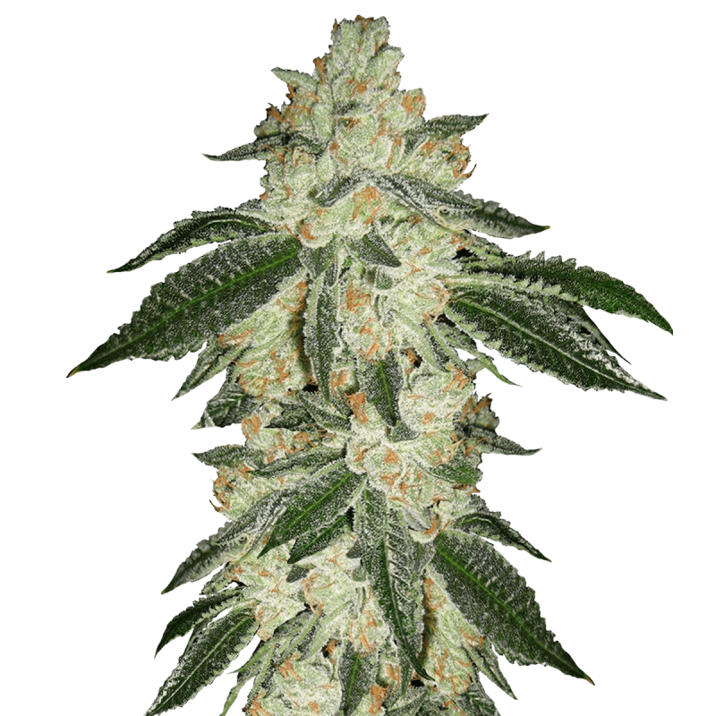 Fast Buds Green Crack | Automatik | 3 Samen