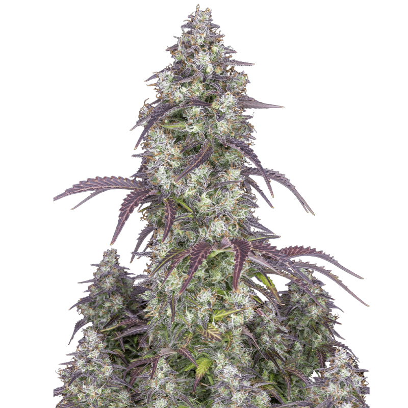 Fast Buds Lemon Pie | Automatik | 10 Samen