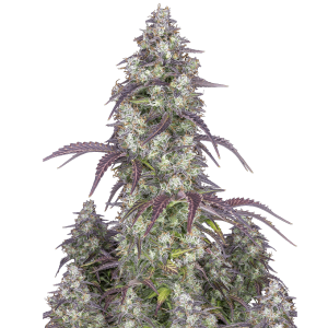 Fast Buds Lemon Pie | Automatik | 10 Samen