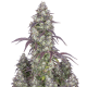 Fast Buds Lemon Pie | Automatik | 10 Samen