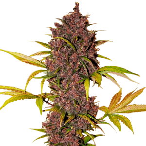 Fast Buds LSD-25 | Automatik | 3 Samen