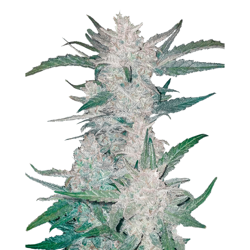 Fast Buds Mexican Airlines | Automatik | 3 Samen