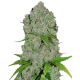 Fast Buds Orange Sherbet | Automatik | 10 Samen