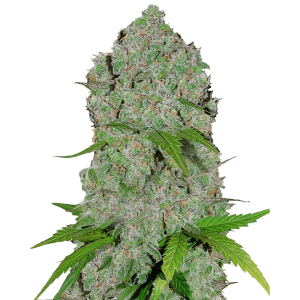 Fast Buds Orange Sherbet | Automatik | 5 Samen