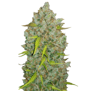 Fast Buds Original Bubblegum | Automatik | 3 Samen
