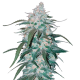 Fast Buds Pineapple Express | Automatik | 3 Samen