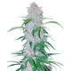 Fast Buds Six Shooter | Automatik | 3 Samen