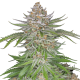 Fast Buds Strawberry Pie | Automatik | 3 Samen