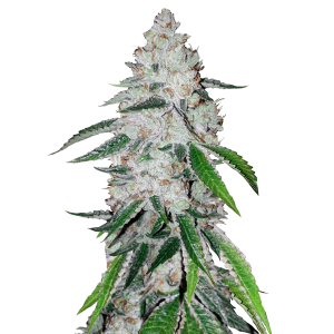 Fast Buds West Coast OG | Automatik | 3 Samen