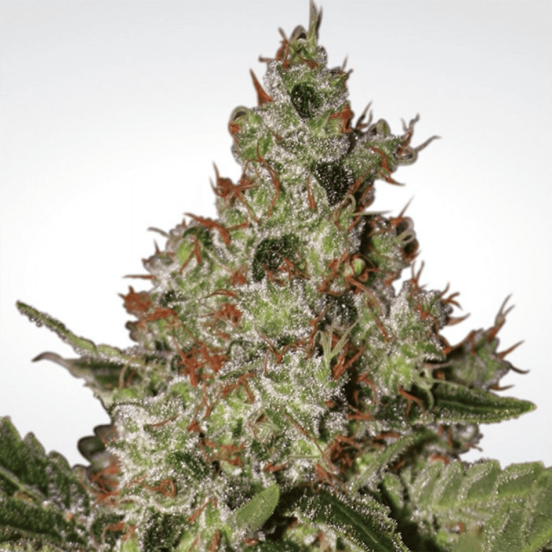 Paradise Seeds Acid  -  Feminisiert  -  10 Samen