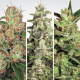 Paradise Seeds Auto Collection Pack # 2  -  Automatik  -  6 Samen
