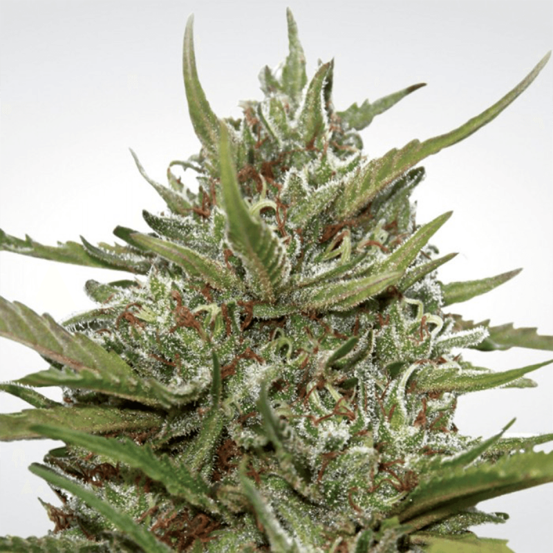 Paradise Seeds Auto White Berry - Automatic - 5 seeds