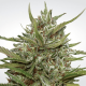 Paradise Seeds Auto White Berry - Automatic - 5 seeds