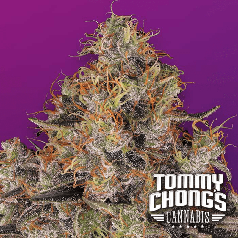 Paradise Seeds Blue Kush Berry | Tommy Chongs collection | Feminisiert | 5 Samen