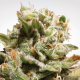 Paradise Seeds Dutch Dragon | Feminisiert | 10 Samen