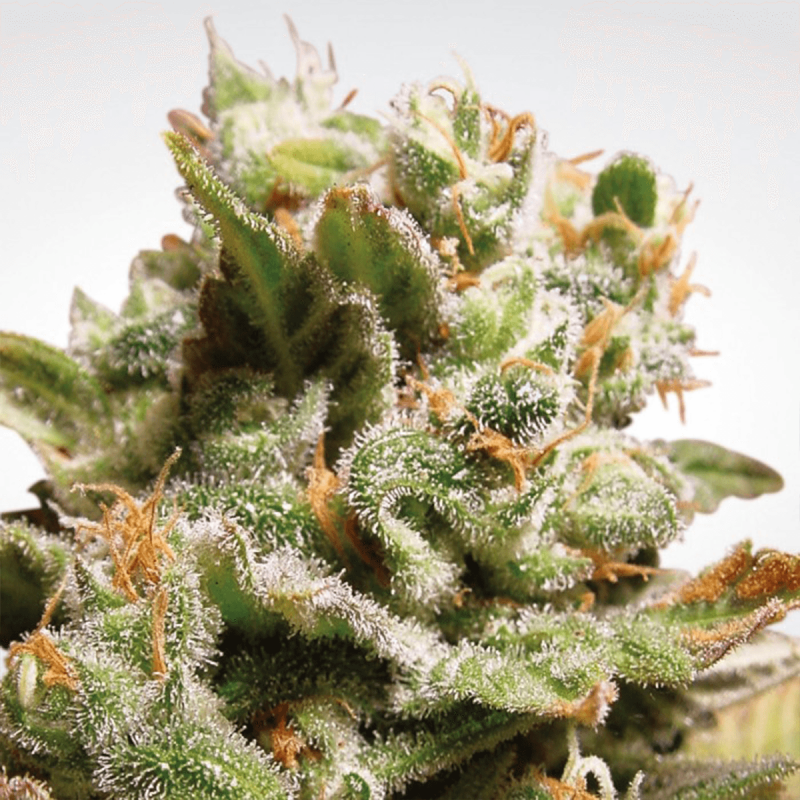 Paradise Seeds Dutch Dragon | Feminisiert | 5 Samen
